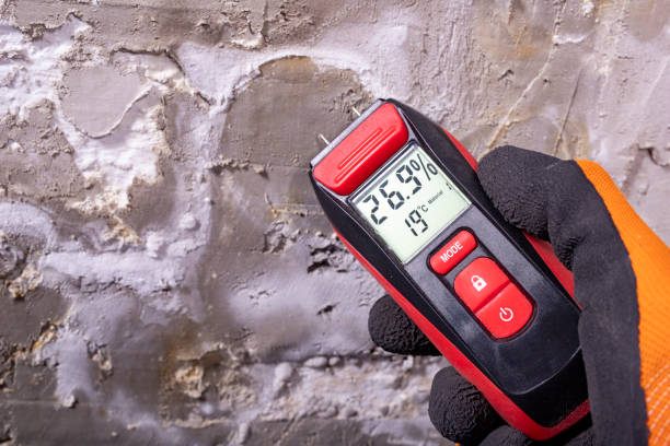 Best Black Mold Removal  in Shoshone, ID
