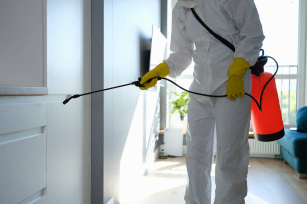 Mold Removal Process in Shoshone, ID