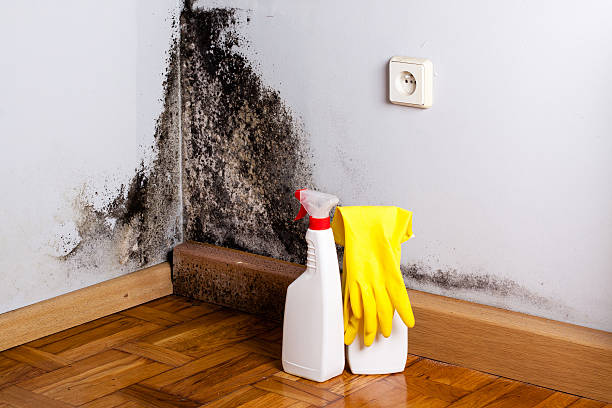 Best Toxic Mold Removal  in Shoshone, ID