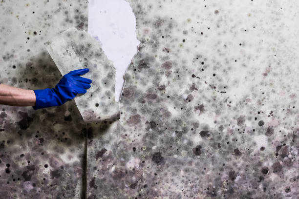 Certified Mold Removal in Shoshone, ID