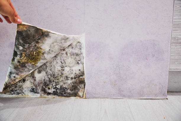 Best Residential Mold Removal  in Shoshone, ID